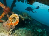 Bounty Wreck Gili Air  Divers - Gili Meno Divers Gili Trawangan Lombok Bali Indonesia